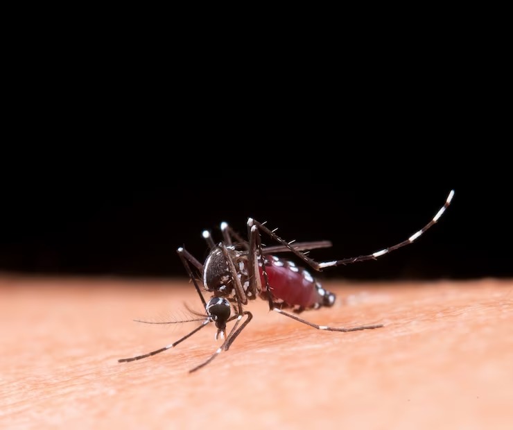 Cuidados com a dengue seguem mesmo com temperaturas mais baixas